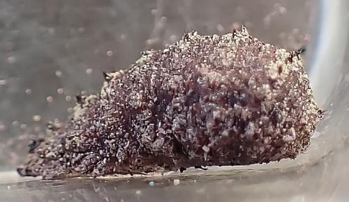Réf. 336 933 : Didea fasciata